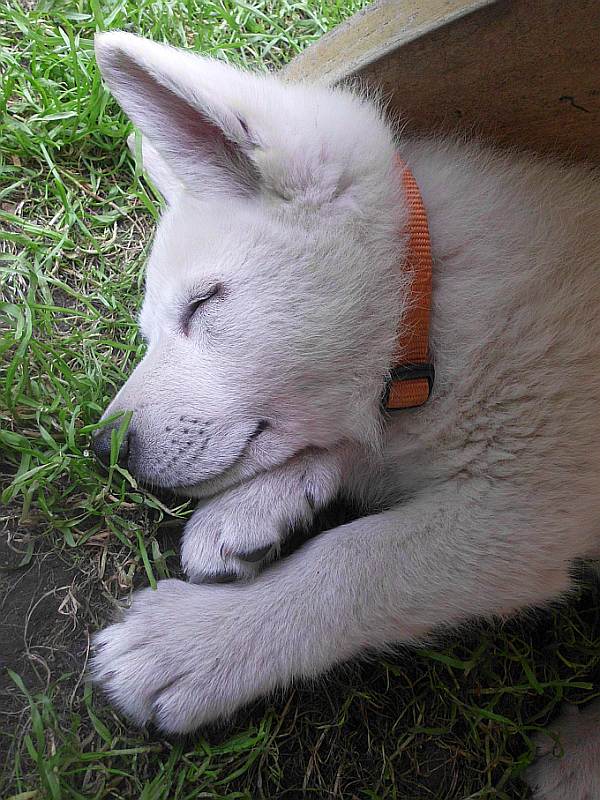 Weisser Schferhundwelpe von den Grenzgngern